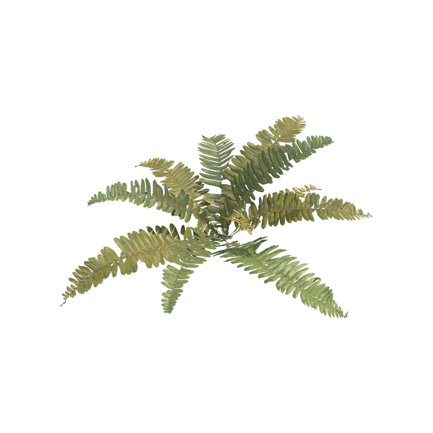 Pterophyta - Fern 02